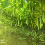 “১৬ মে ২০২৫: সারাদেশের বিস্তারিত আবহাওয়া বার্তা ও কৃষি পরামর্শ”