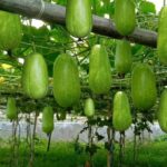 ব্রাদার আন্দ্রেঁ উচ্চ বিদ্যালয়, নোয়াখালী।
