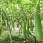 করলা চাষ: পুষ্টি, পরিচর্যা ও ফলনের সম্পূর্ণ গাইড