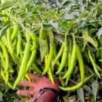 বরবটি চাষ: সারা বছর লাভজনক সবজি উৎপাদনের দিকনির্দেশনা
