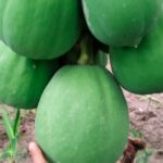 ফুলের ভাষায় বোনা জীবনের গল্প