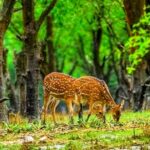 চেয়ারম্যান-ঘাট নোয়াখালী উপকূলীয় সৌন্দর্যের এক অপূর্ব মিলনস্থল।